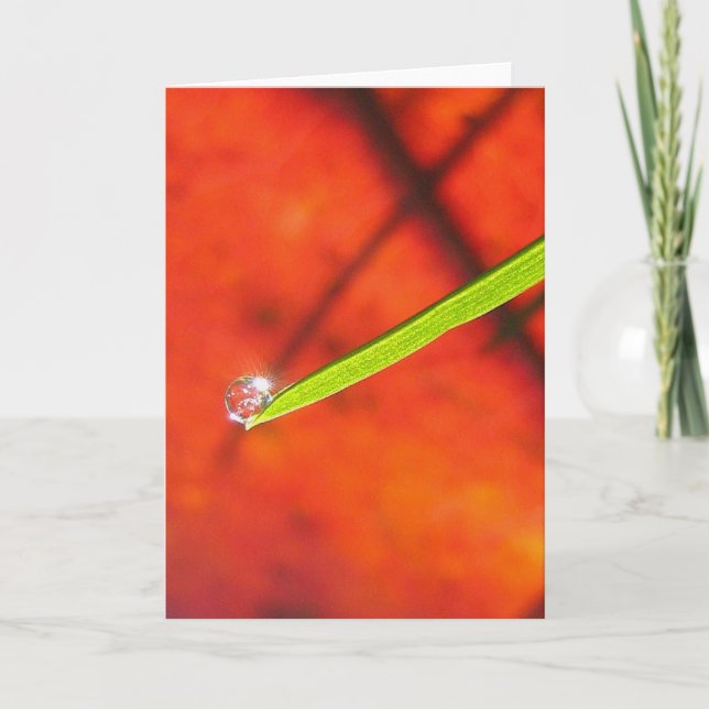 Cartão Dew Drop om Green Grass Meditação Pacífica (Frente)