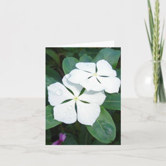 Cartão Dewdrops em branco (Frente)