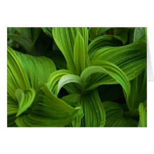 Cartão Dewdrops em um Helabore falso