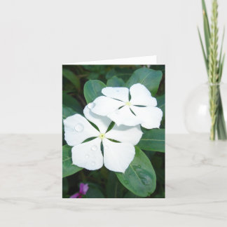 Cartão Dewdrops em v2 branco