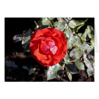 Cartão Dewy aumentou