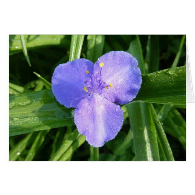 Cartão Dewy Trillium Primavera (Frente Horizontal)