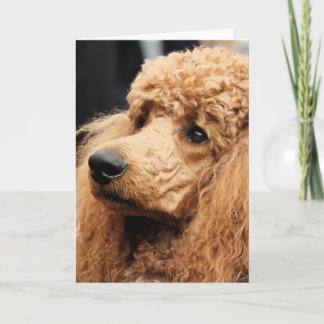 Cartão Dia 2010 #19 da caniche