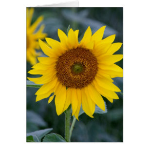 Cartão Dia bonito/girassóis