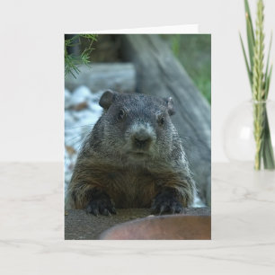 Cartão Dia da Marmota!