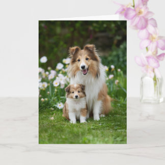 Cartão Dia das Mães Amor Mamãe Sheltie