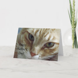 Cartão Dia das mães feliz do gato