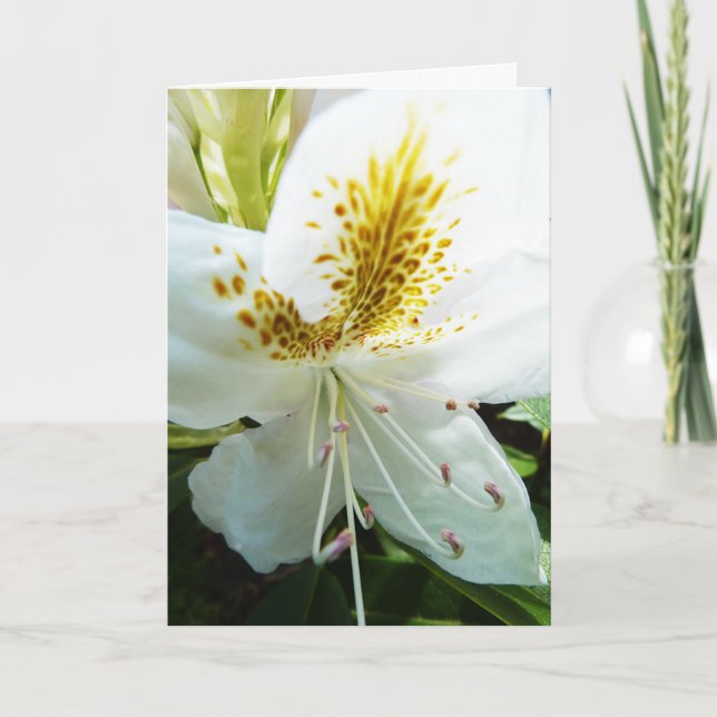 Cartão Dia das mães Rhody (Frente)