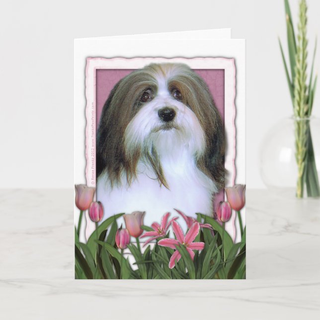 Cartão Dia das mães - tulipas cor-de-rosa - Havanese (Frente)