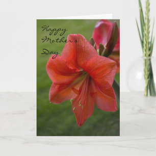Cartão Dia de as mães Amaryllis