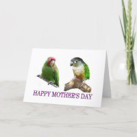 Dia de as mães Conure