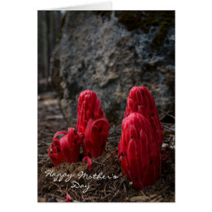 Cartão Dia de as mães do Flor de Neve