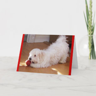 Cartão Dia de as mães Feliz - Cãozinho Havanês