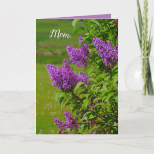 Cartão Dia de as mães, lindas flores, lilases, bonito