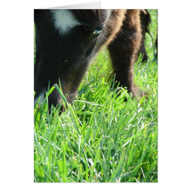 Cartão Dia de Nascimento da Grama (Frente)