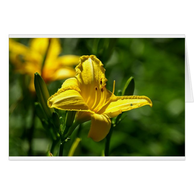 Cartão Dia de Verão (Frente Horizontal)