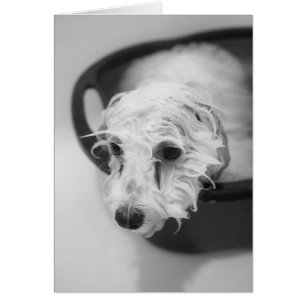 Cartão Dia do banho