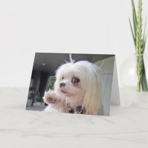 Cartão Dia do Cabelo Mau