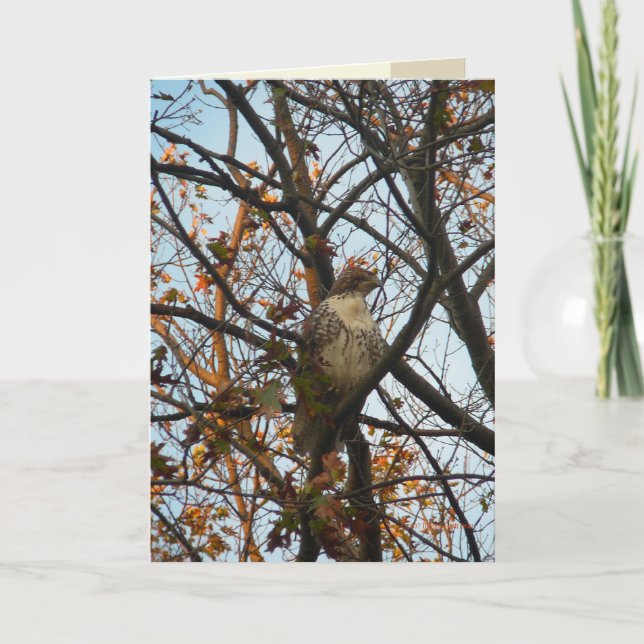 Cartão Dia do falcão (Frente)