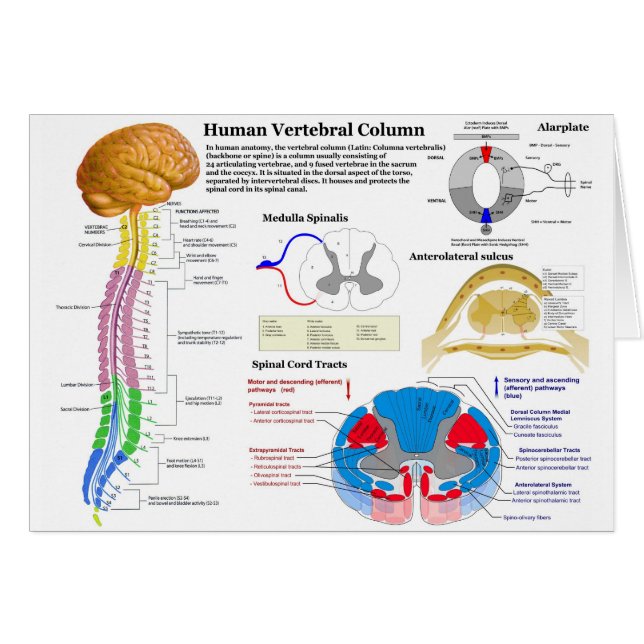 Cartão Diagrama da coluna vertebral humana (Frente Horizontal)