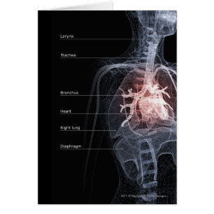 Cartão Diagrama do sistema respiratório e do coração