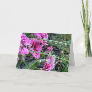 Cartão Dianthus Rosa Simpatia Com Gotículas de Água