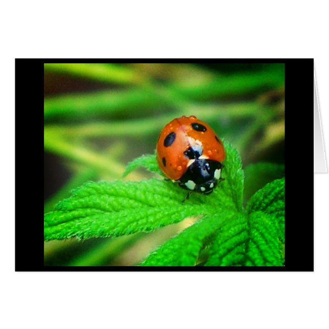 Cartão Dias chuvosos (Frente Horizontal)