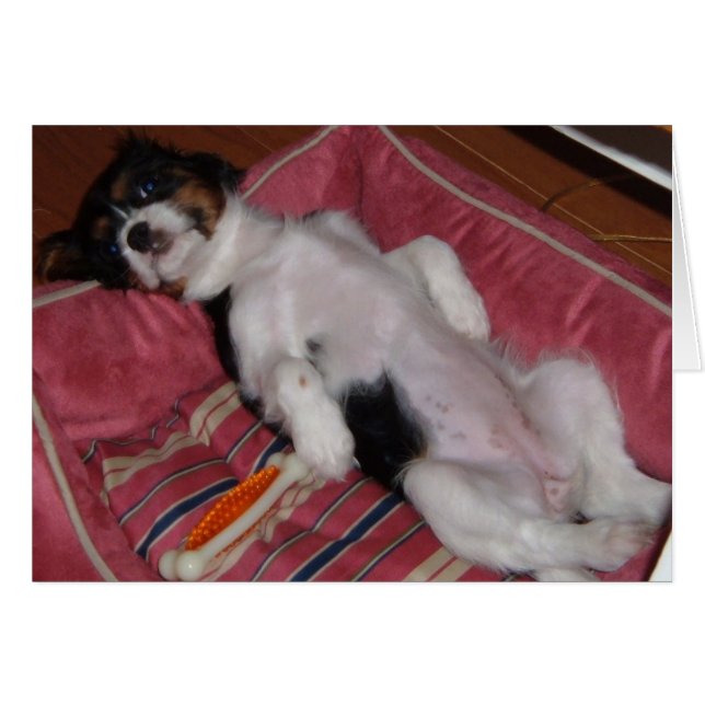 Cartão Dias de Cachorro do Verão (Frente Horizontal)