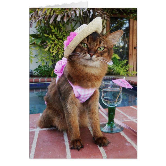 Cartão Dias de verão que caracterizam o verão o gato (Frente)