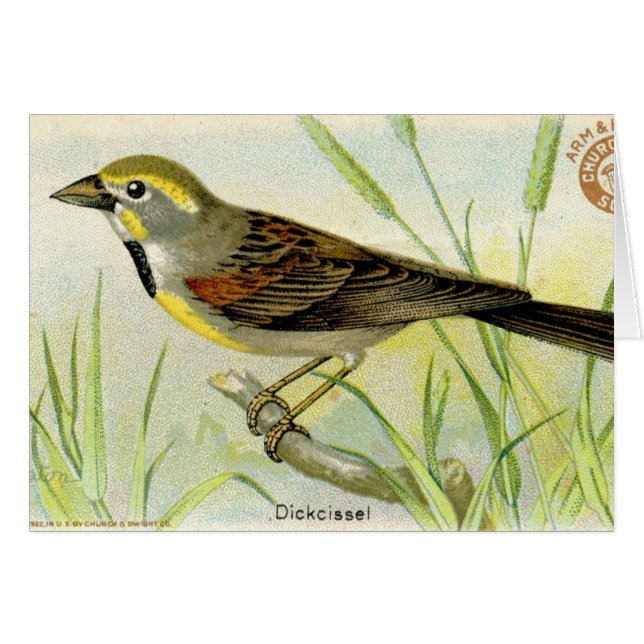 Cartão Dickcissel (Frente Horizontal)