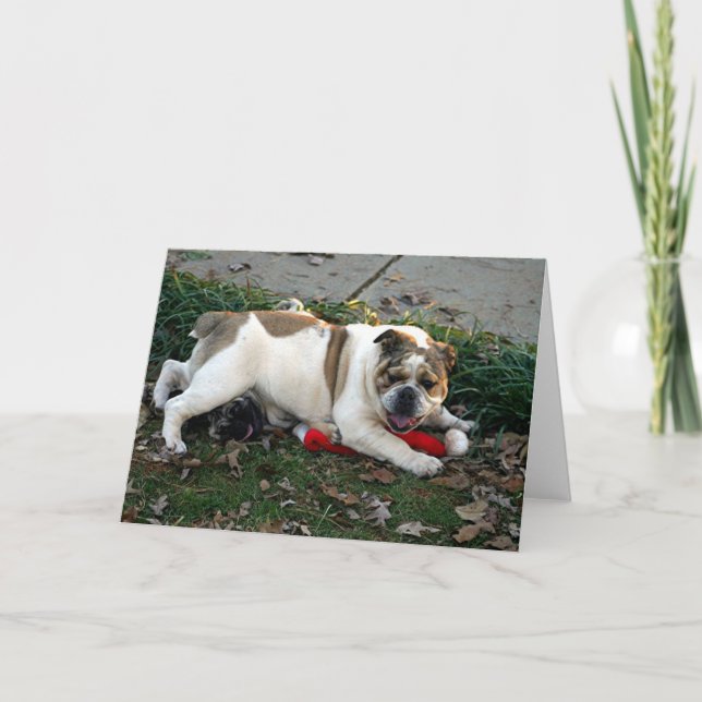 Cartão Diga o compaixão! (Frente)