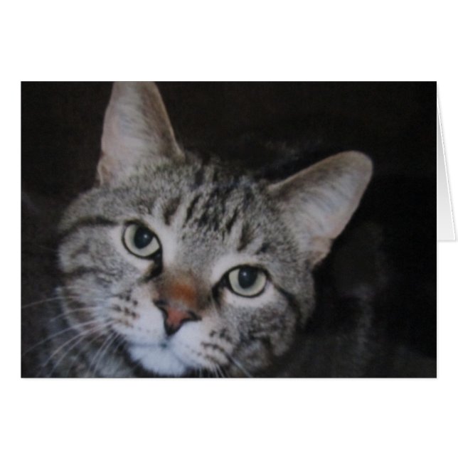 Cartão Dillan The Cat (Frente Horizontal)