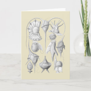 Cartão Dinoflagellates