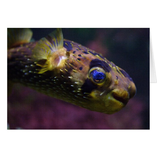 Cartão Diodon holocanthus (Frente Horizontal)