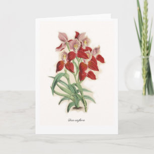 Cartão Disa uniflora