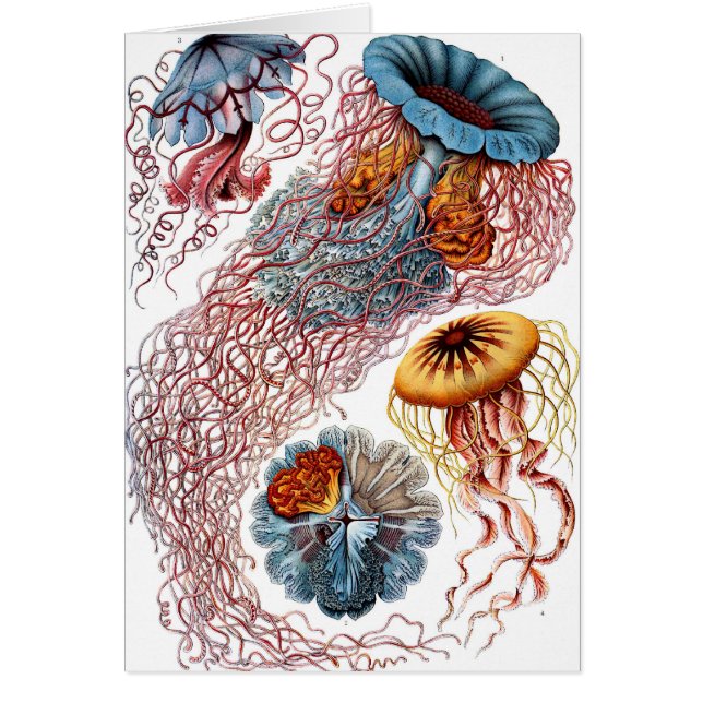 Cartão Disco (Frente)