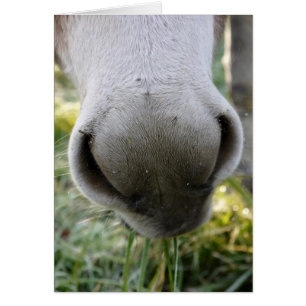 Cartão distorcido do nariz