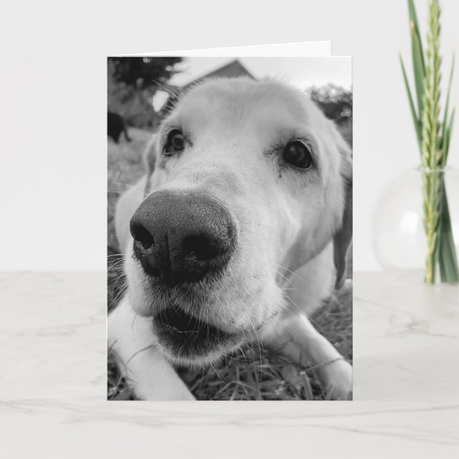 Cartão diversão e perto de Ed o velho laboratório amarelo (Frente)