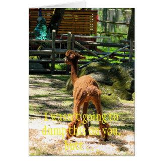 Cartão Divertimento da alpaca