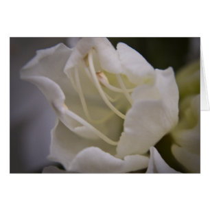 Cartão divino da energia