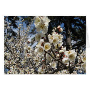Cartão ) Do 桜 do (branco da flor de cerejeira/Sakur