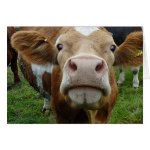 Cartão do amor da vaca