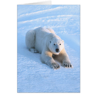 Cartão do azul do urso polar
