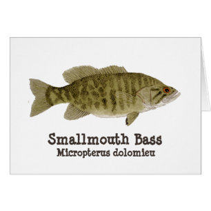 Cartão do baixo de Smallmouth