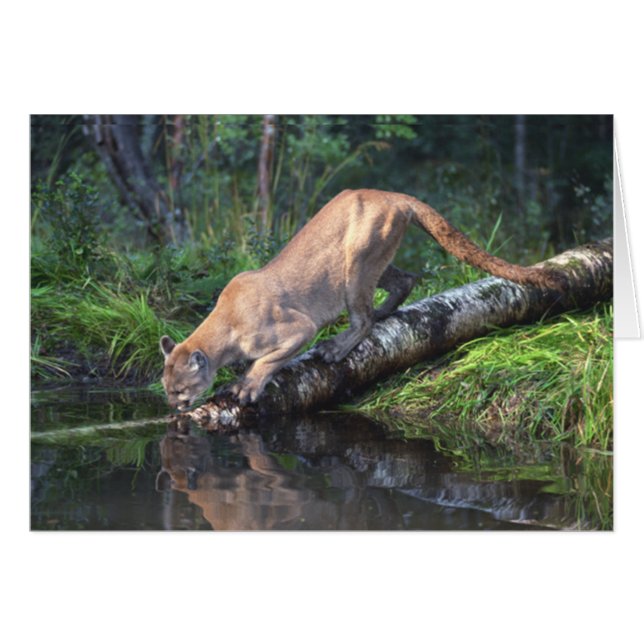 Cartão do bebendo do puma (Frente Horizontal)