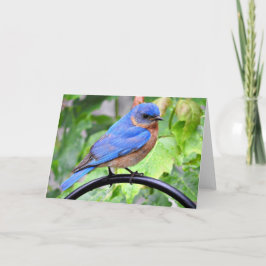 Cartão do Bluebird do dia chuvoso, vazio para