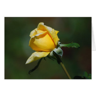 Cartão do botão do rosa amarelo
