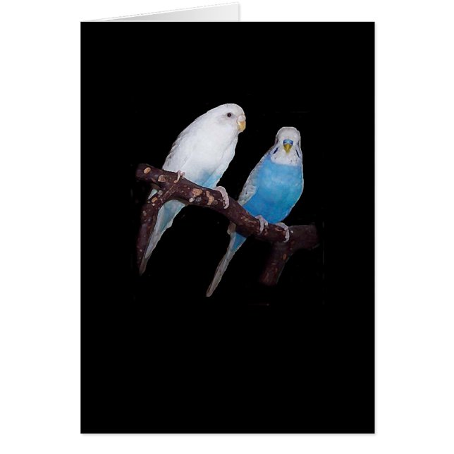 Cartão do budgie de Ariel e de Oscar (Frente)