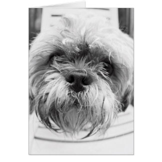 Cartão do cachorrinho