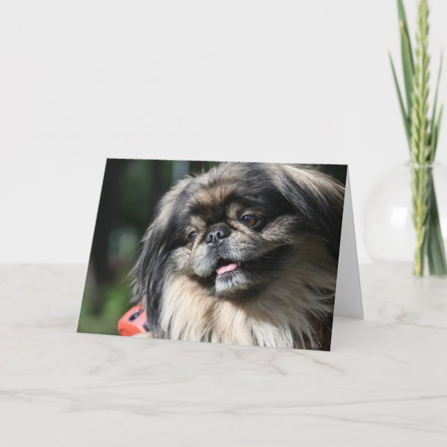 Cartão do cão de Pekingese (Frente)